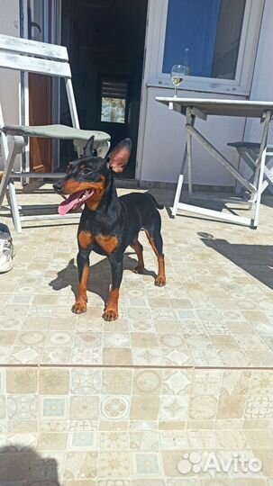 Цвергпинчер вязка