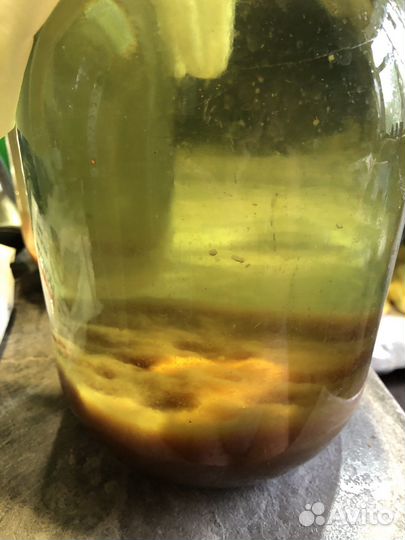 Винный гриб