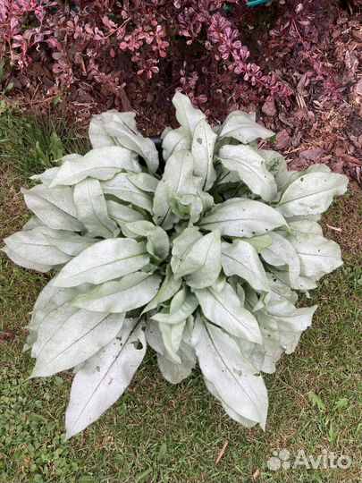 Многолетники