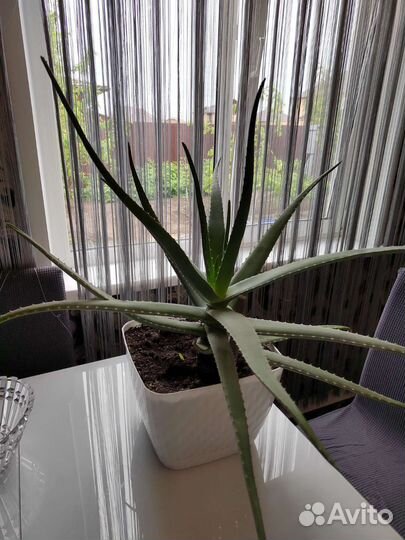 Алоэ лечебный