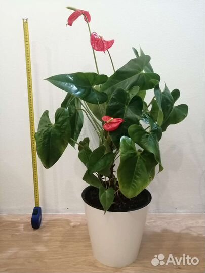 Антуриум крупный