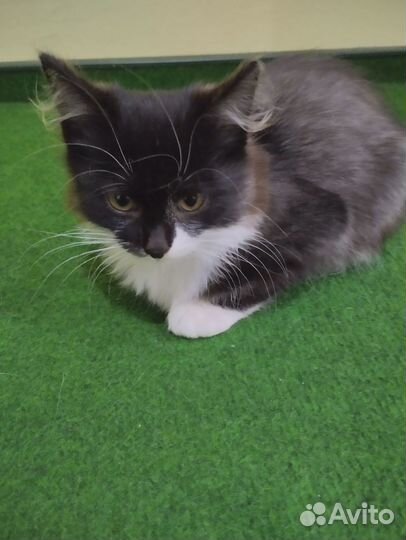 Черный котенок