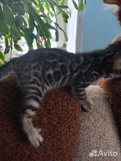 Котята бенгалы продажа