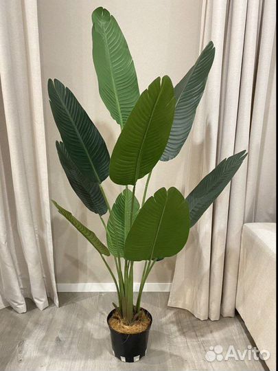 Банановая пальма Стрелиция 150