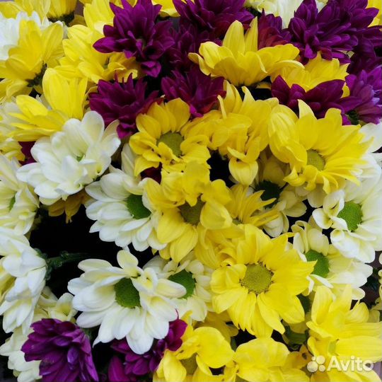 Букет Москва хризантема кустовая ромашка