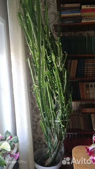 Кактус малочай