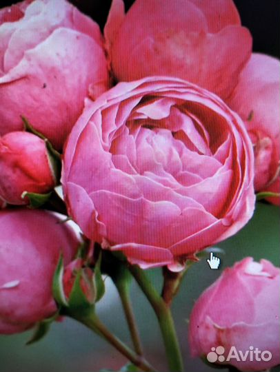 Розы саженцы