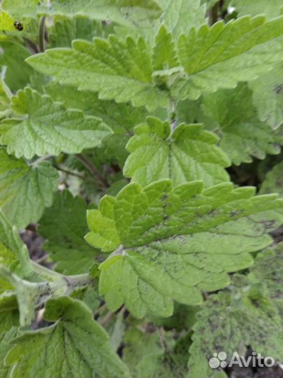 Вишня, малина, шиповник, смородина, облепиха