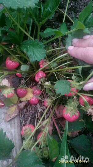 Клубника ремонтантная 2 раза в год плодит