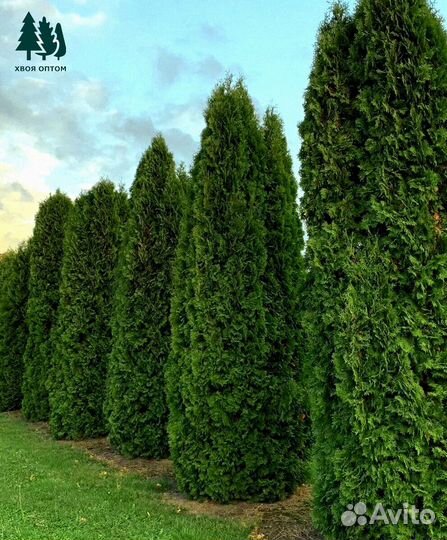 Туя Колумна артикул М-102