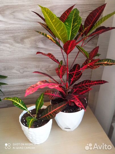 Комнатные растения