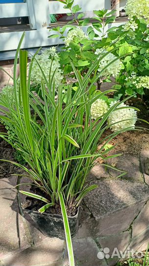 Вечнозеленая осока Мэрроу вариегата