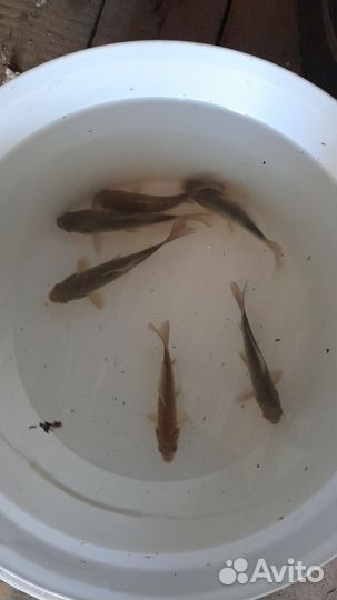 Карась живой