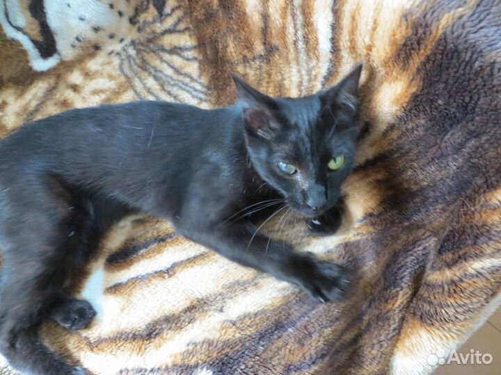 Отдадим кошечку в добрые руки