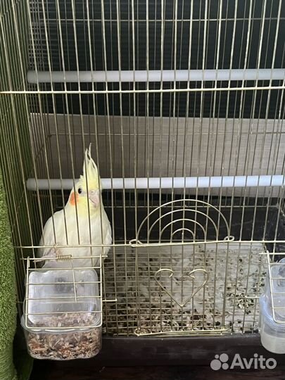 Карелла + клетка