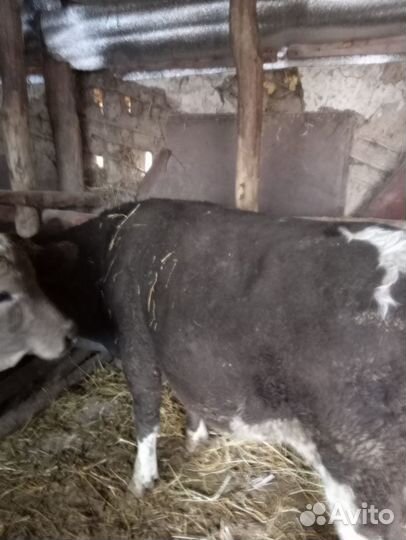 Бычки на откорм