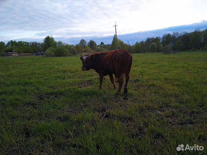 Быки на мясо живым весом