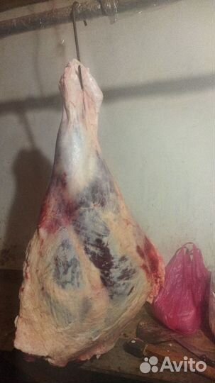 Продаю мясо говядина, конина, баранина