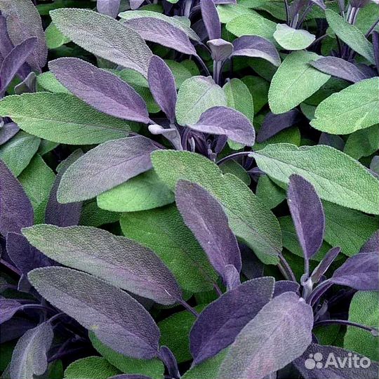 Шалфей вариегатный 2 сорта, душица, чабрец, лаванд