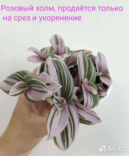 Традесканция сортовая Розовый холм, Альба