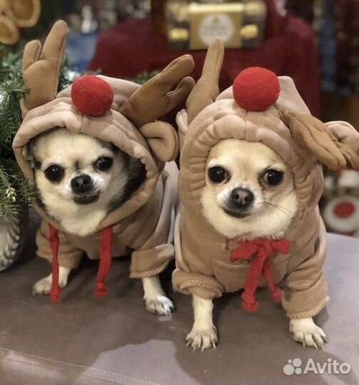 Одежда для собак