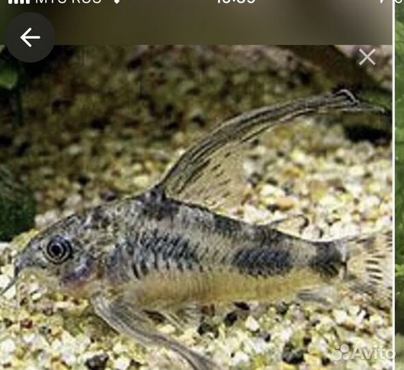 Аквариум с тумбой 105 л