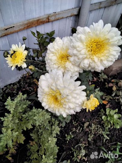 Хризантемы