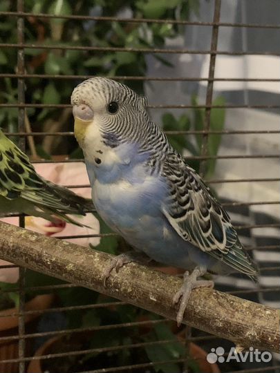 Попугай волнистик