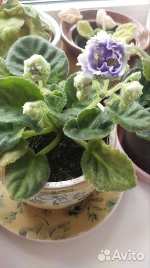 Сенполия,бальзамин,колеус,тацитус,пахистахис,геран