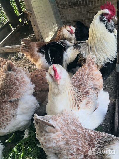 Петух Фавероль, инкубационное яйцо фавероль