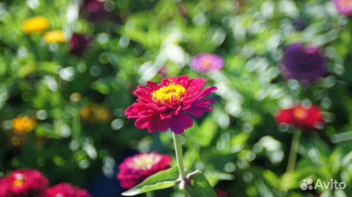 Объектив Konica Hexanon 38mm f:2.8 для м39