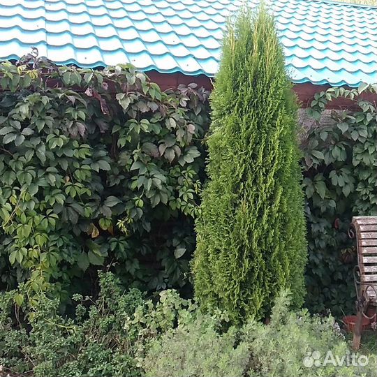 Туя западная Смарагд