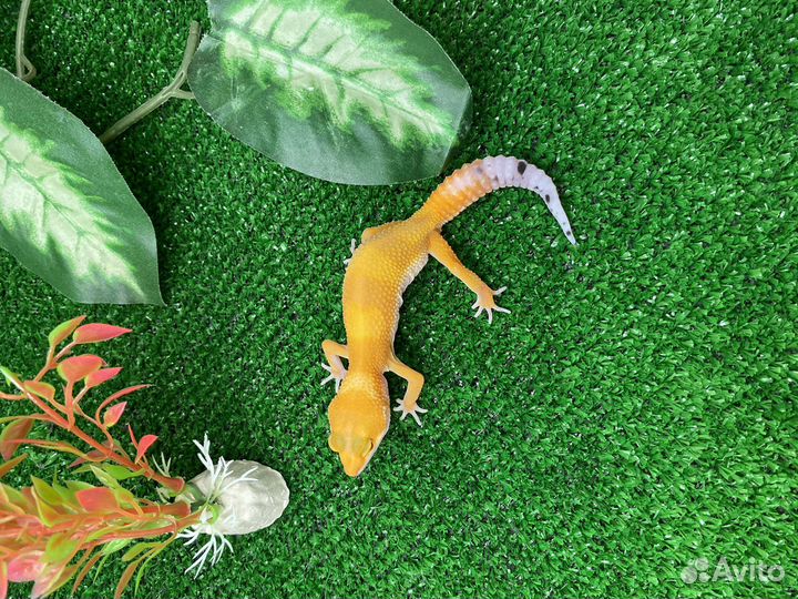 Малыши Эублефары