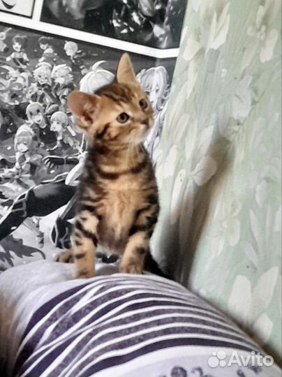 Котенок метис. Девочка 2 месяца