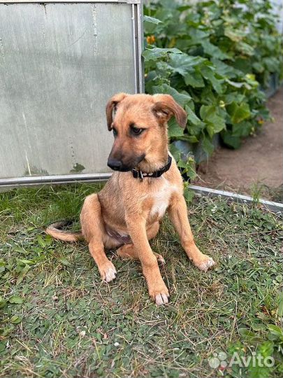 Две девчушки-красотушки и храбрый братик