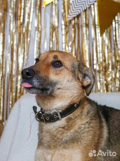 Собака в добрые руки отдам бесплатно