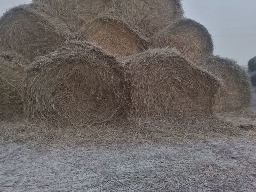 Сено солома в рулонах