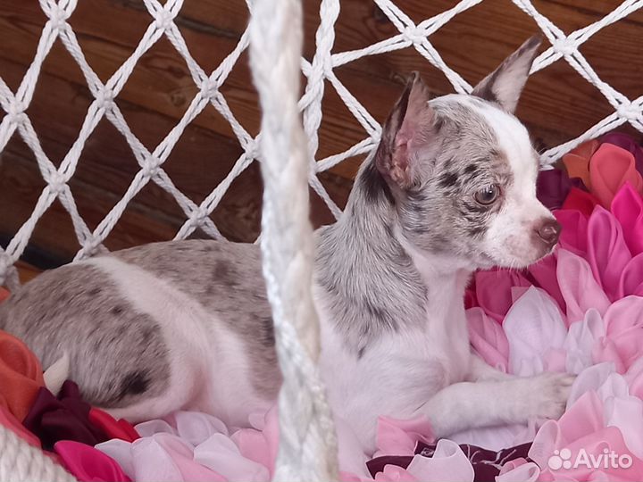 Продается щенок чихуахуа