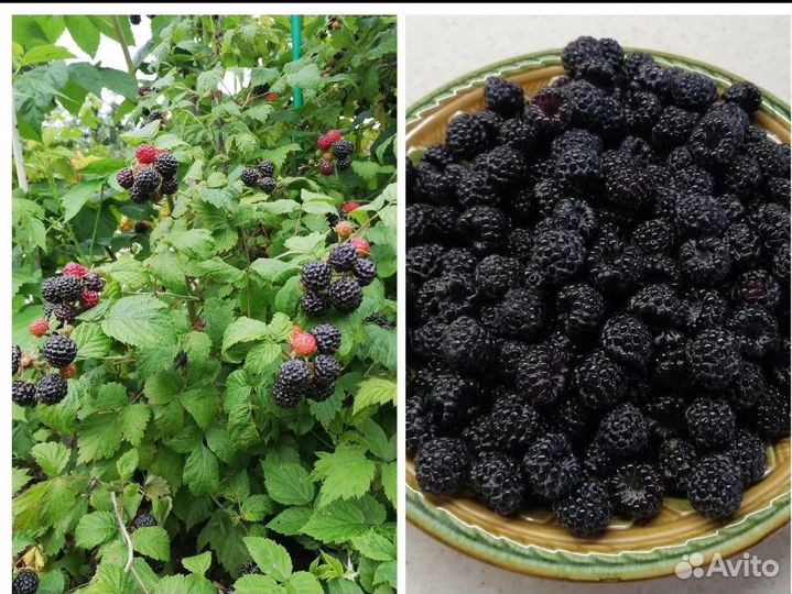 Черная малина кумберленд