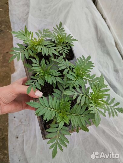 Рассада бархатцы