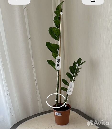 Замиокулькас