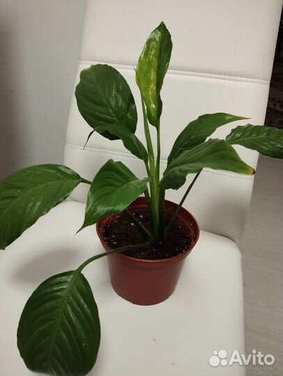 Спатифиллум