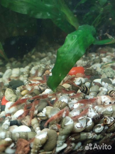 Креветки вишни. Улитки Маризы.Растения