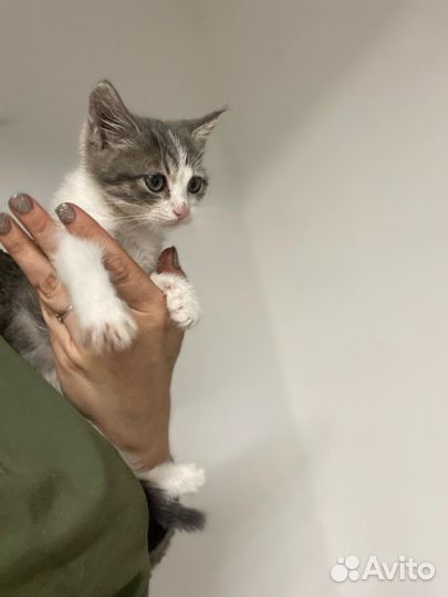 Котенок Клара в добрые руки