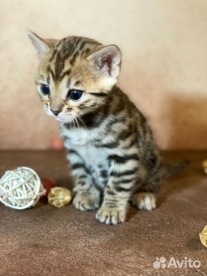 Бенгальские котята