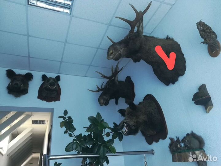 Чучело головы лося