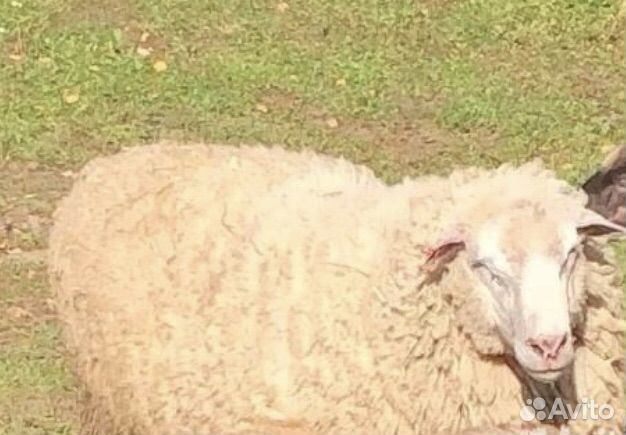 Баран на племя