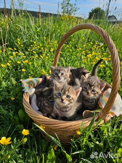 Котята Британца