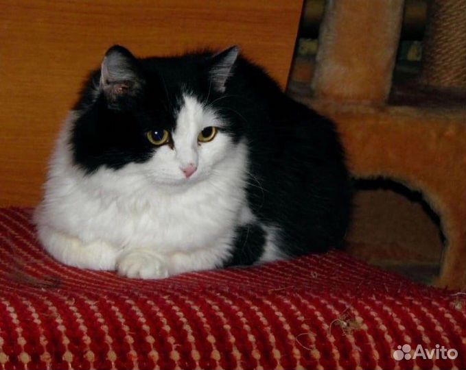 Кошка в дар бесплатно