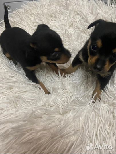 Той-терьер щенки